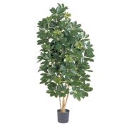 Шеффлера натуральная зелёная, высота 80 см