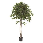 Фикус Бенджамина зонтичный, высота 150 см