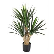 Юкка Рострата Мини, высота 70 см