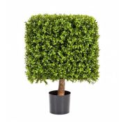 Самшит квадрат уличный, высота 72 см