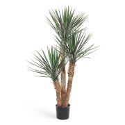 Юкка Рострата, высота 155 см