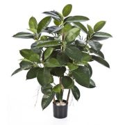 Фикус Эластика, высота 90 см