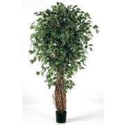 Фикус Бенджамина Лиана Де Люкс, высота 120 см