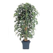 Фикус Бенджамина Нитида, высота 180 см