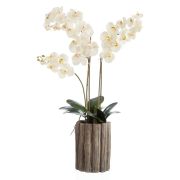 Композиция Орхидея Фаленопсис белая