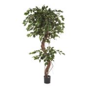 Фикус Бенджамина Коркскрю, высота 180 см