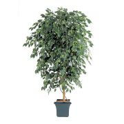 Фикус Бенджамина Де Люкс, высота 180 см