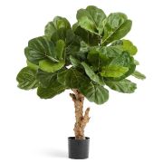 Фикус Лирата Форест, высота 115 см