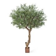 Олива Олден на толстом стволе, высота 270 см