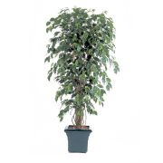 Фикус Бенджамина Лиана, высота 150 см