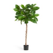 Фикус Эластика св.зеленый на штамбе, высота 115 см