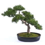 Бонсай Сосна-мини в кашпо, высота 40 см