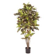 Кротон, высота 120 см