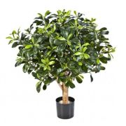 Питтоспорум шар, высота 75 см