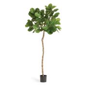 Фикус Лирата штамбовый, высота 180 см