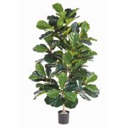 Фикус Лирата, высота 130 см