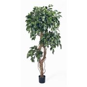Фикус Бенджамина Селеставысота, высота 180 см