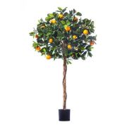 Мандарин Голден Оранж штамбовый, высота 120 см