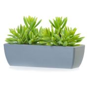 Композиция Седум нежно-зелёный