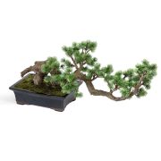 Бонсай Сосна-мини стелющаяся в керамическом кашпо, высота 32 см