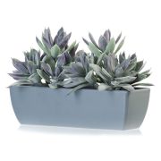 Композиция Эхеверия припыленный серо-зелёный