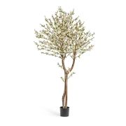 Сакура Элегант цветущая кремовая, высота 180 см