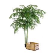 Пальма Арека двухствольная, высота 210/230 см