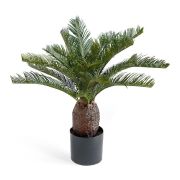 Пальма Цикас, высота 65 см