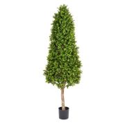 Самшит Тауэр уличный, высота 170 см