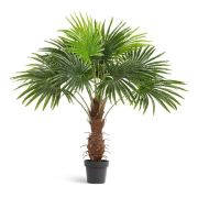 Пальма Вашингтония,высота 120 см