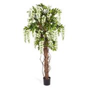 Вистерия лиана белая , высота 180 см