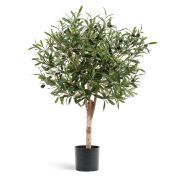 Олива Джи Шар с плодами, высота 75 см