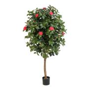 Камелия Вайн тёмно-розовая, высота 170 см