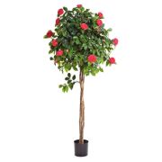 Камелия на штамбе тёмно-розовая, высота 130 см