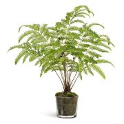 Железный папоротник Элегант