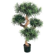 Подокарпус горный Элит, высота 110 см