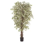 Гавайский фикус лиана пёстрая, высота 120 см