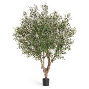 Олива Джи-Форест с плодами, высота 210 см