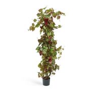 Виноградная лоза с красным виноградом, высота 160 см