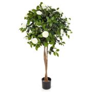 Камелия на штамбе кремовая, высота 130 см