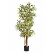 Драцена Рефлекса Золотая, высота 120 см