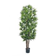 Драцена Рефлекса, высота 120 см