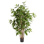 Драцена Саркула Спотти, высота 120 см