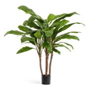 Кордилина зелёная крупнолистная, высота 100 см