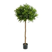 Кротон Голдфингер зонтичнный, высота 150 см