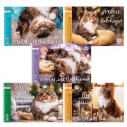 Альбом для рисования А4 24 л., спираль, обложка картон, HATBER, 198х300 мм, «Кот Борис» (5 видов), 079771, 24А4Всп