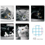 Тетрадь А5 48 л. АЛЬТ скоба, клетка, глянцевый лак, «Кошки. Яркий взгляд» (5 видов), 7-48-1019