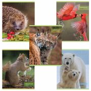 Тетрадь А5, 48 л., HATBER-ECO скоба, офсет №2 ЭКОНОМ, клетка, обложка мелованная бумага, «Дикий мир», 075790, 48Т5D1